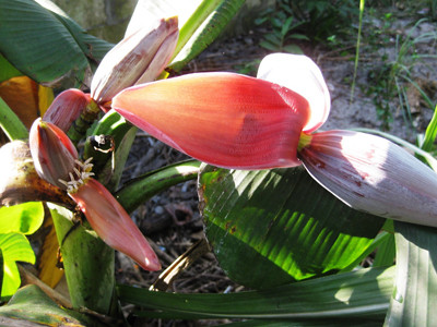 Cây chuối lạ trổ một lúc 4 bắp tại thị trấn Lăng Cô (TT- Huế) gây nhiều lời đồn thổi huyễn hoặc Ảnh: Ngọc Văn