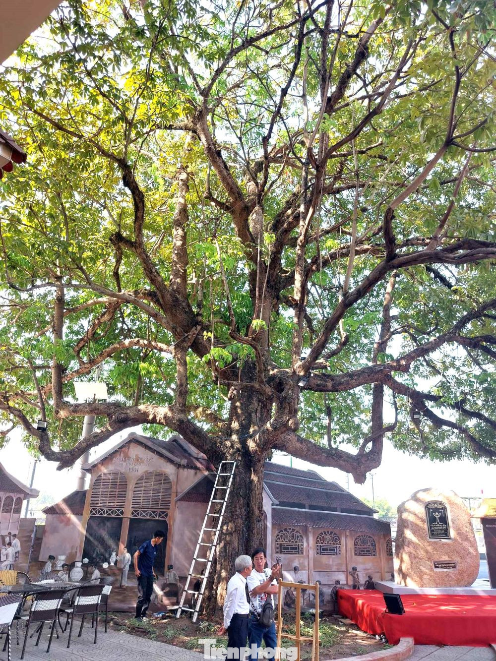 Cây Trôm trong khuôn viên Trường Trung cấp Mỹ Thuật - Văn hóa Bình Dương được công nhận Cây di sản Việt Nam