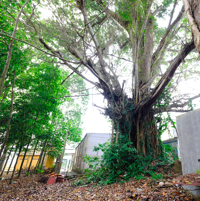 Cây cổ thụ Kơ nia và cây Đa của đình thần Tương Bình Hiệp như một minh chứng lịch sử hàng trăm năm qua với nhiều thăng trầm. Việc cây Kơ nia và cây Đa được công nhận là Cây di sản Việt Nam tạo điều kiện cho các thế hệ người dân, du khách, học sinh, sinh viên tham quan, học tập và nghiên cứu khoa học. Đây là điểm đến lý tưởng đối với loại hình du lịch sinh thái, du lịch cộng đồng, du lịch hướng về cội nguồn.