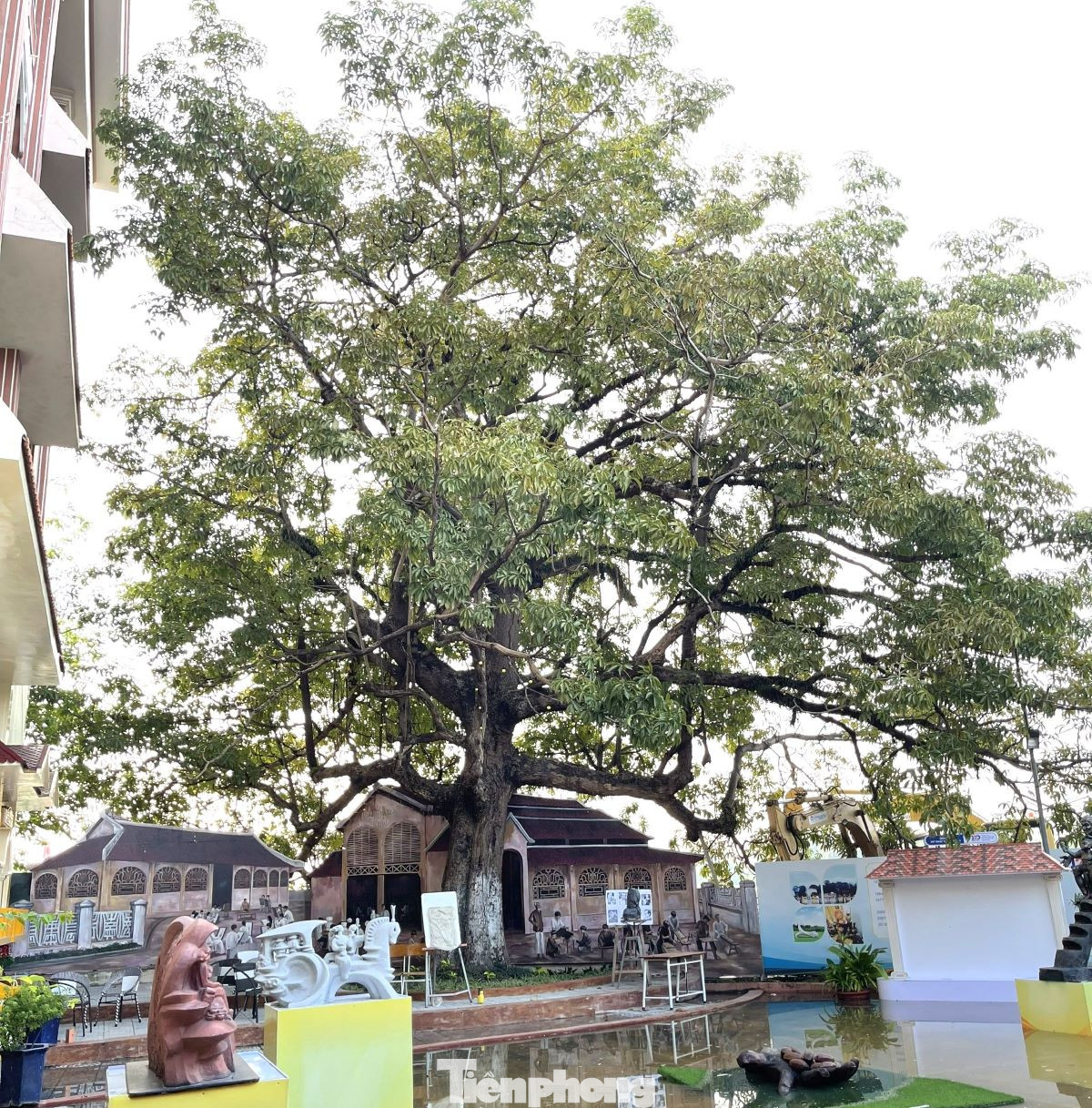 Ngày 1/3, trao đổi với phóng viên Tiền Phong, thầy Lê Quang Lợi – Hiệu trưởng Trường Trung cấp Mỹ thuật – Văn hóa Bình Dương cho biết, vào ngày 8/3 tới đây, trường sẽ tổ chức lễ trao bằng công nhận Cây Di sản Việt Nam - Cây Trôm tại khuôn viên trường. Cũng trong ngày này, trường phối hợp với Hiệp hội Sơn mài - Điêu khắc tỉnh Bình Dương tổ chức khai mạc Trưng bày sản phẩm Sơn mài truyền thống. Ngày 1/3, trao đổi với phóng viên Tiền Phong, thầy Lê Quang Lợi – Hiệu trưởng Trường Trung cấp Mỹ thuật – Văn hóa Bình Dương cho biết, vào ngày 8/3 tới đây, trường sẽ tổ chức lễ trao bằng công nhận Cây Di sản Việt Nam - Cây Trôm tại khuôn viên trường. Cũng trong ngày này, trường phối hợp với Hiệp hội Sơn mài - Điêu khắc tỉnh Bình Dương tổ chức khai mạc Trưng bày sản phẩm Sơn mài truyền thống.