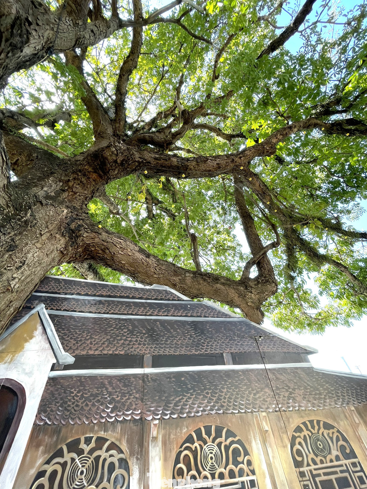 Đến nay, bờ sông Sài Gòn được thành phố Thủ Dầu Một xây dựng đường Bạch Đằng, làm phố đi bộ, cây Trôm nằm ở vị trí sát tuyến đường này. Cây Trôm phát triển mạnh mẽ, xanh tốt, được các thế hệ thầy và trò chăm sóc, Nhà trường gìn giữ và bảo vệ hết sức cẩn thận. Đến nay, bờ sông Sài Gòn được thành phố Thủ Dầu Một xây dựng đường Bạch Đằng, làm phố đi bộ, cây Trôm nằm ở vị trí sát tuyến đường này. Cây Trôm phát triển mạnh mẽ, xanh tốt, được các thế hệ thầy và trò chăm sóc, Nhà trường gìn giữ và bảo vệ hết sức cẩn thận.