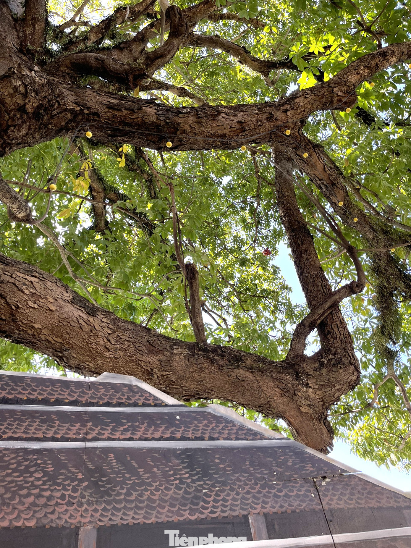 Cây Trôm có chu vi thân chính 3,2m; chu vi gốc cây 5,2m; chiều cao khoảng 25m; đường kính tán khoảng 25m. Thân cây Trôm với bề mặt gồ ghề, xù xì được bao bọc xung quanh bởi rất nhiều loại cây sống tầm gửi, cây có nhiều nhánh rất to hướng về các phía, phần rễ hướng về sân trường, nguyên do trước đây cây Trôm nằm sát sông, nên phần rễ bám vào đất liền. Cây Trôm có chu vi thân chính 3,2m; chu vi gốc cây 5,2m; chiều cao khoảng 25m; đường kính tán khoảng 25m. Thân cây Trôm với bề mặt gồ ghề, xù xì được bao bọc xung quanh bởi rất nhiều loại cây sống tầm gửi, cây có nhiều nhánh rất to hướng về các phía, phần rễ hướng về sân trường, nguyên do trước đây cây Trôm nằm sát sông, nên phần rễ bám vào đất liền.