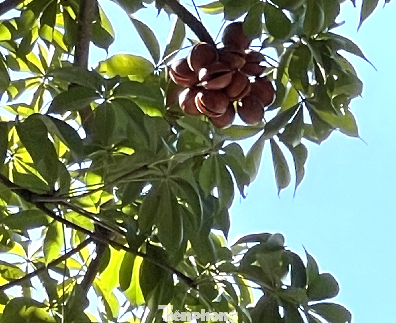 Đầu năm mới cây Trôm ra hoa kết trái. Đầu năm mới cây Trôm ra hoa kết trái.