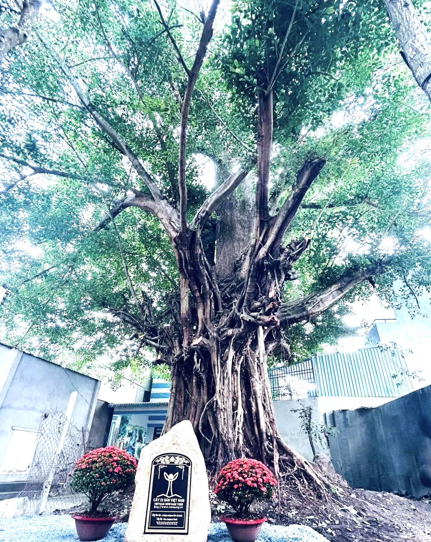 Cây Kơ nia và cây Đa đứng ôm nhau trong khuôn viên đình thần Tương Bình Hiệp được công nhận Cây di sản Việt Nam