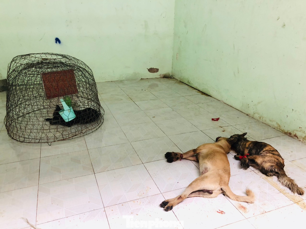 Trên ô tô của các đối tượng có 6 con chó Trên ô tô của các đối tượng có 6 con chó