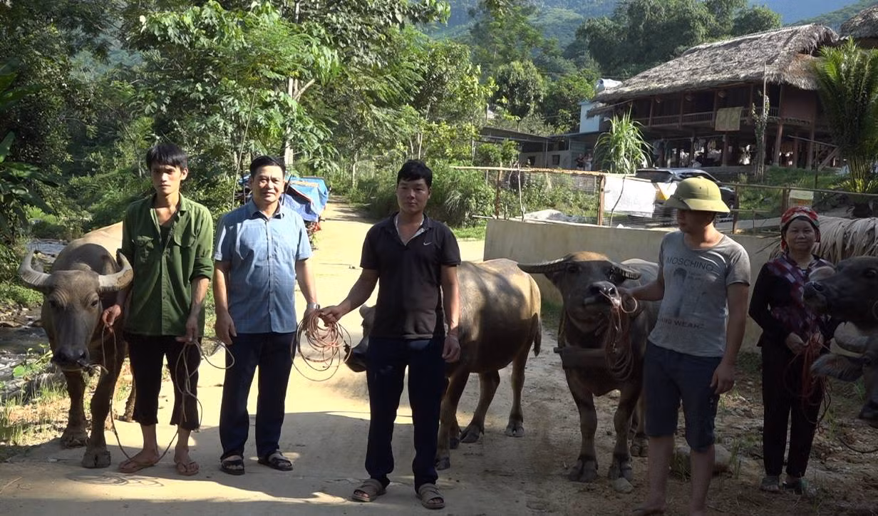 Uỷ ban MTTQ Việt Nam huyện Bảo Yên trao trâu giống cho các hộ dân. Uỷ ban MTTQ Việt Nam huyện Bảo Yên trao trâu giống cho các hộ dân.