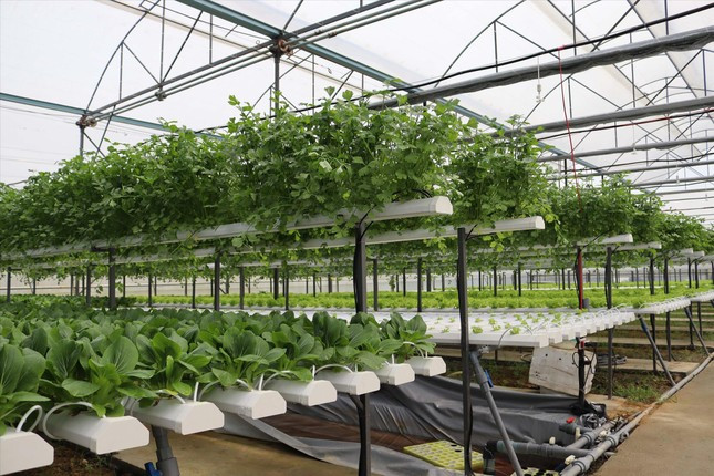 Mô hình canh tác áp dụng công nghệ cao giúp giảm thiểu tối đa ảnh hưởng tiêu cực tới môi trường, đồng thời đảm bảo sản phẩm nông nghiệp sạch, an toàn với người tiêu dùng Mô hình canh tác áp dụng công nghệ cao giúp giảm thiểu tối đa ảnh hưởng tiêu cực tới môi trường, đồng thời đảm bảo sản phẩm nông nghiệp sạch, an toàn với người tiêu dùng