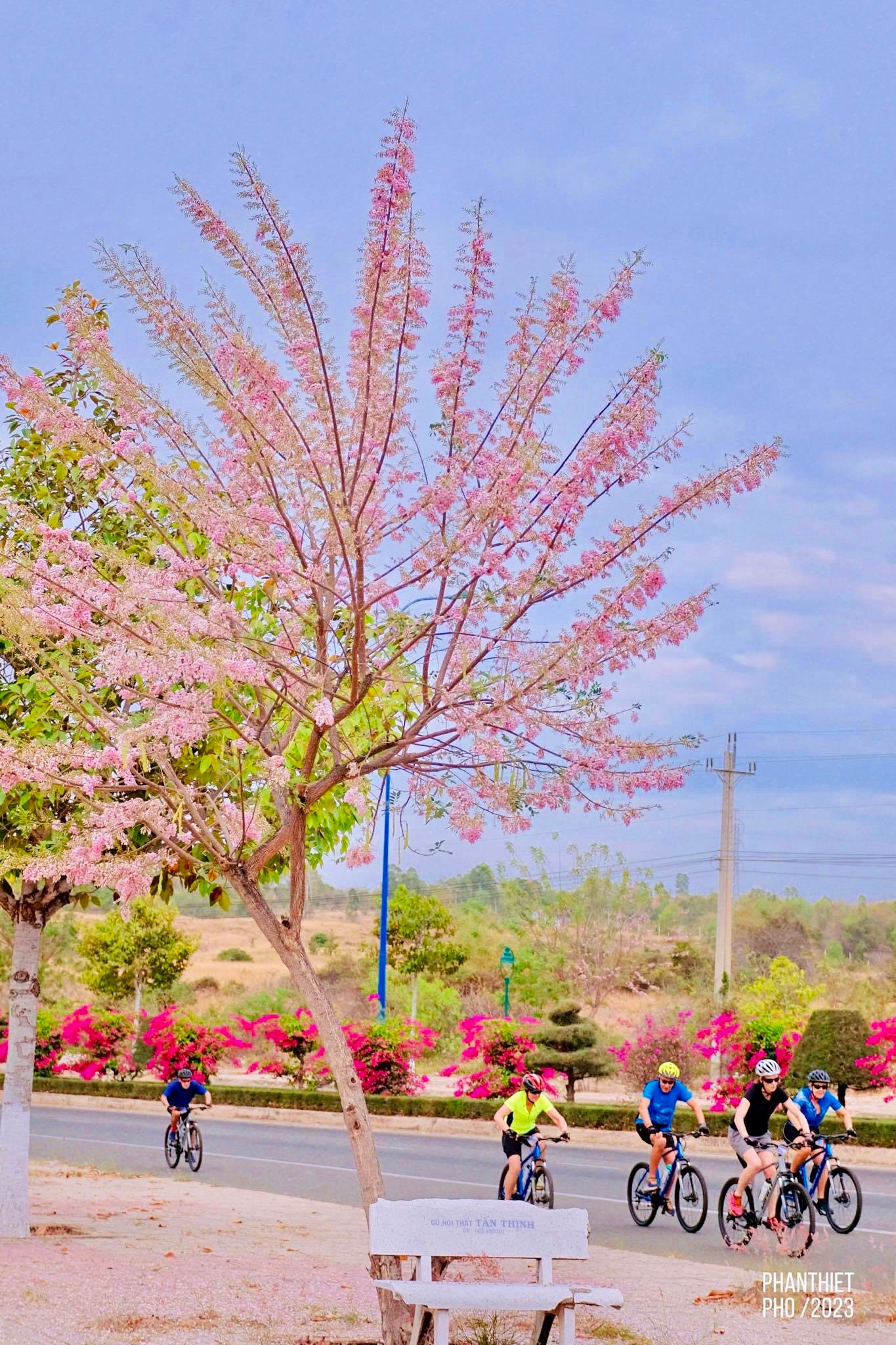 Con đường hoa đỗ mai-đường Võ Nguyên Giáp, TP Phan Thiết, tỉnh Bình Thuận.
