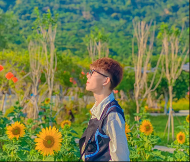 Những đóa hướng dương trên dãy Thất Sơn