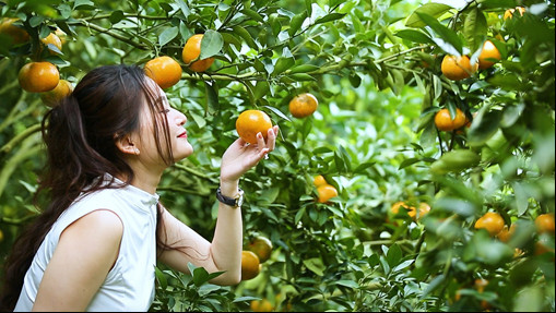 Quýt trên vùng non thiêng Núi Cấm trở thành đặc sản hút khách vì vị ngọt - chua cực kỳ độc đáo