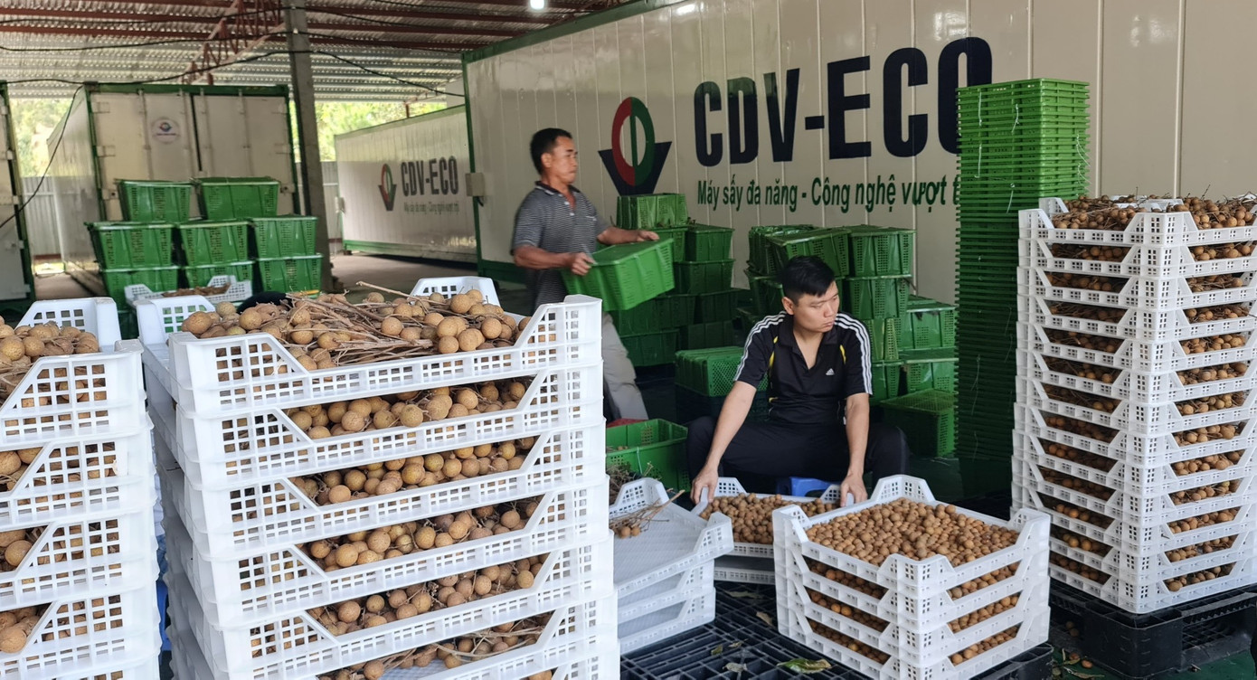Nhãn đặc sản quả tươi được sấy khô, xuất khẩu mang lại giá trị kinh tế cao -Ảnh: Duy Chiến Nhãn đặc sản quả tươi được sấy khô, xuất khẩu mang lại giá trị kinh tế cao -Ảnh: Duy Chiến