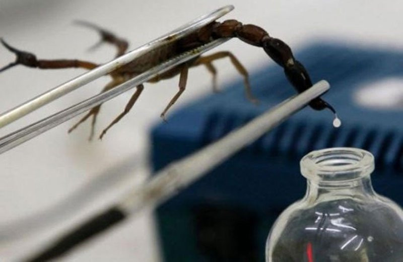 Chiết xuất nọc bọ cạp xanh Cuba quý hiếm