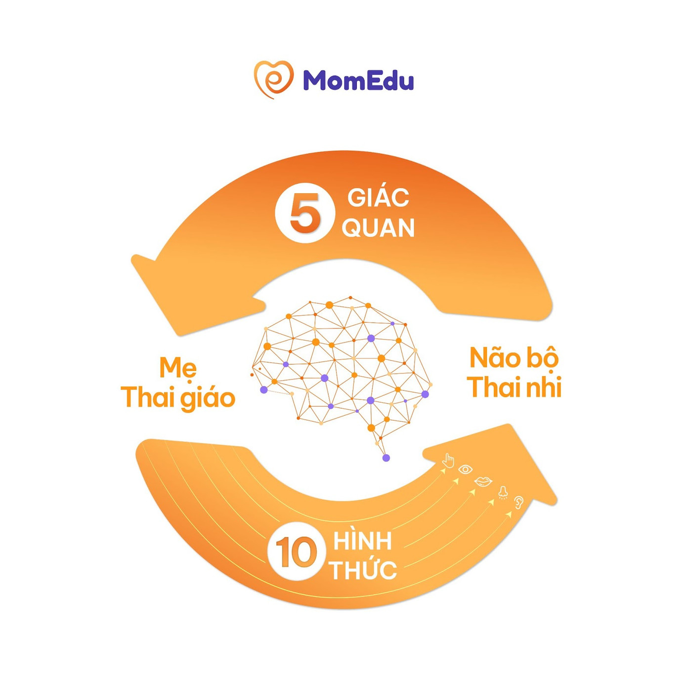 MomEdu xây dựng trên nền tảng cốt lõi phát triển não bộ thai nhi