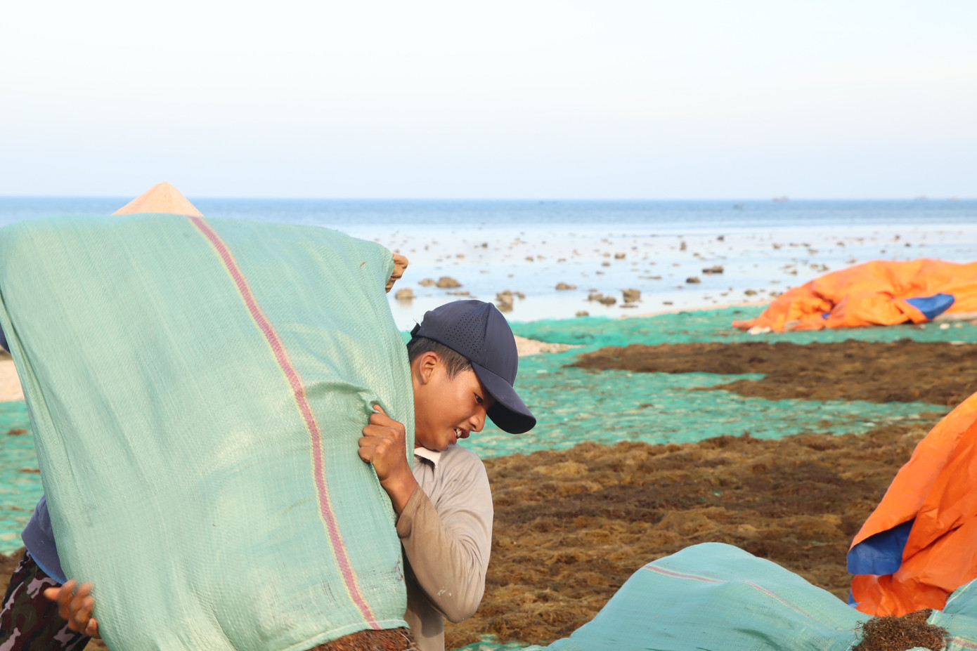 Người dân vận chuyển rong mơ khô lên bờ chờ thương lái đến mua.