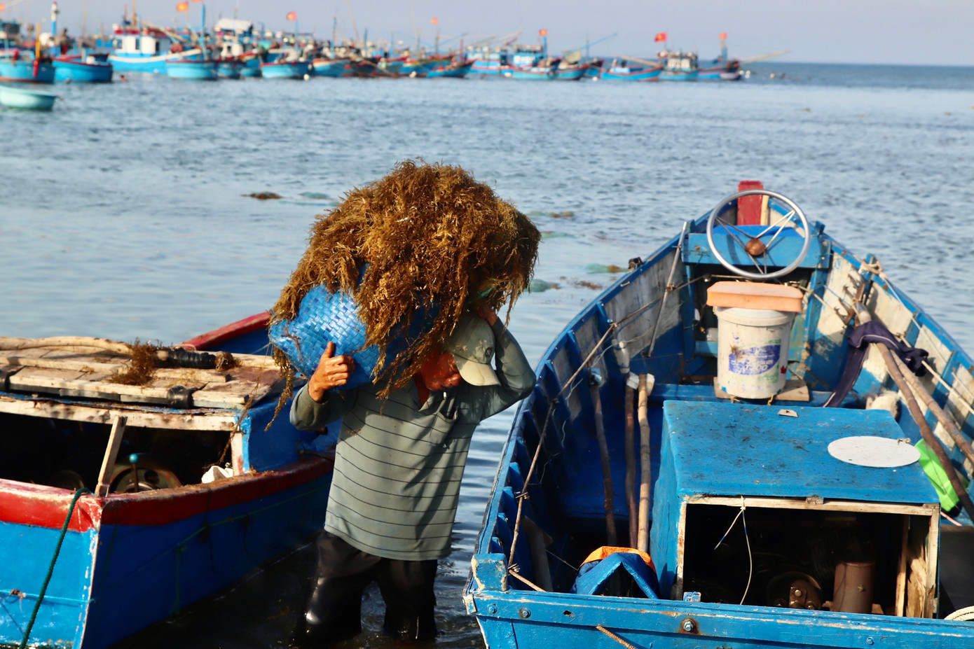 Ngư dân đưa rong mơ vừa khai thác lên ghe đưa vào bờ.