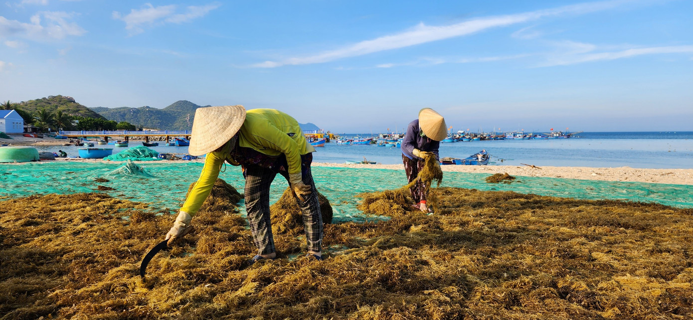 Sau khi đưa rong mơ về bờ, ngư dân trải ra phơi dọc theo các bãi biển. Người phơi rong có nhiệm vụ trải mỏng những đống rong mơ vừa mới thu hoạch đưa vào bờ.