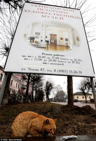 Viện bảo tàng gây sốt vì nhận mèo làm… 'nhân viên' ảnh 3