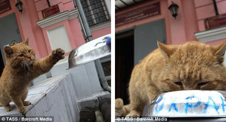 Viện bảo tàng gây sốt vì nhận mèo làm… 'nhân viên' ảnh 4