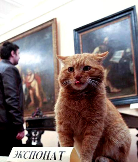 Viện bảo tàng gây sốt vì nhận mèo làm… 'nhân viên' ảnh 1