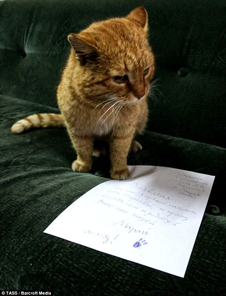 Viện bảo tàng gây sốt vì nhận mèo làm… 'nhân viên' ảnh 2