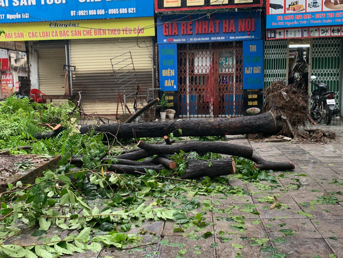 Cây đổ trên đường Nguyễn Trãi, Thanh Xuân, Hà Nội, chiều 7/9. Ảnh: Thái An.