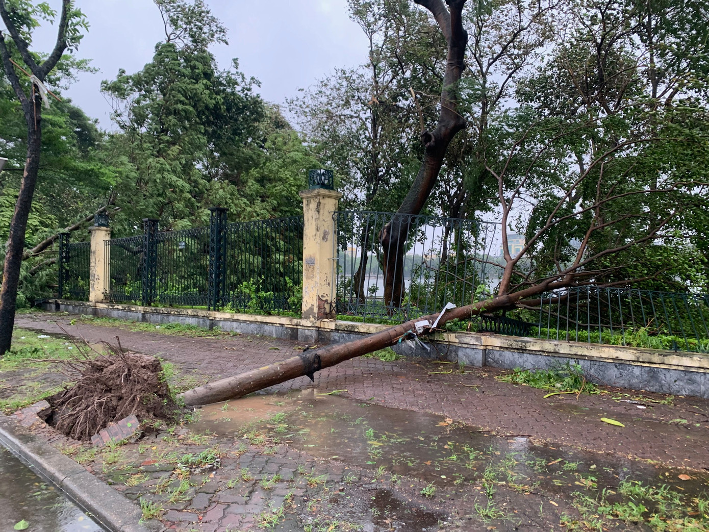 Cây đổ trên đường Lê Duẩn, Hà Nội làm hỏng hàng rào Công viên Thống Nhất, chiều 7/9. Ảnh: Thái An.