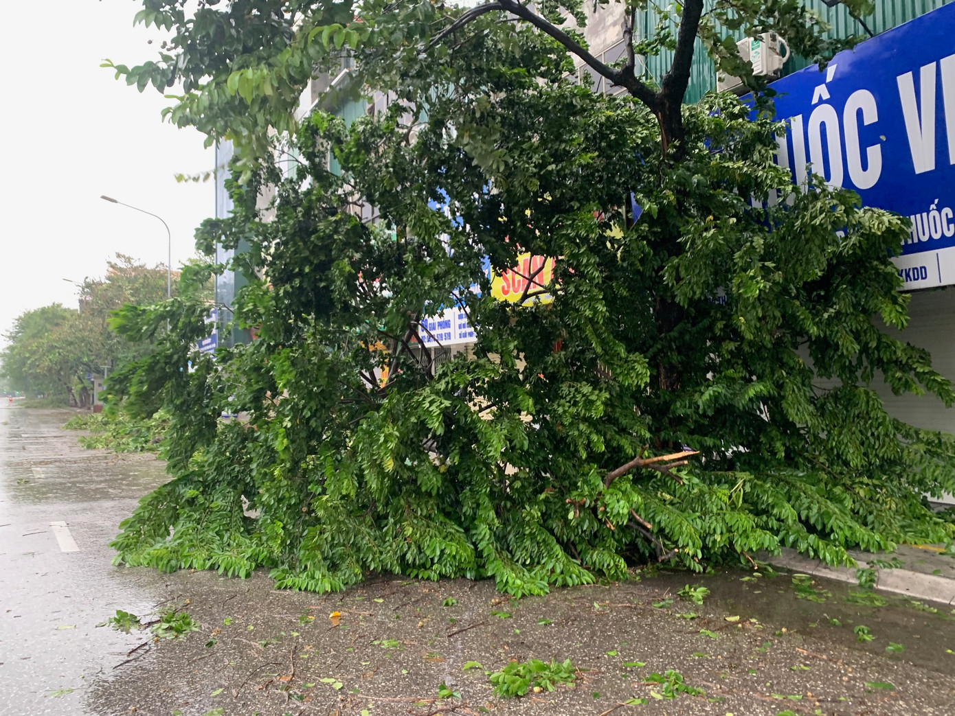 Cây đổ trên đường Giải Phóng, Hà Nội, chiều 7/9. Ảnh: Thái An.