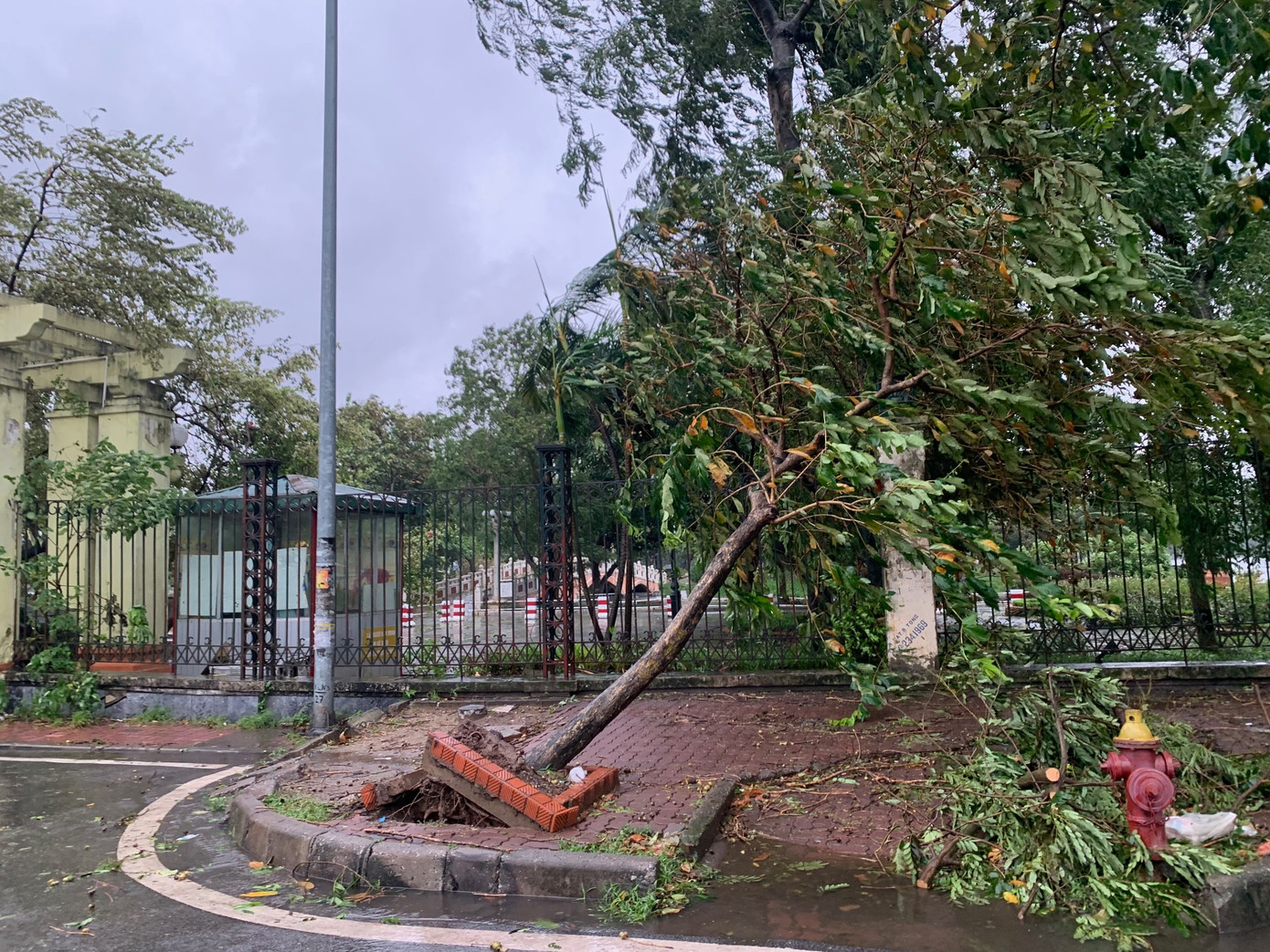 Cây đổ trên đường Lê Duẩn, Hà Nội, chiều 7/9. Ảnh: Thái An.