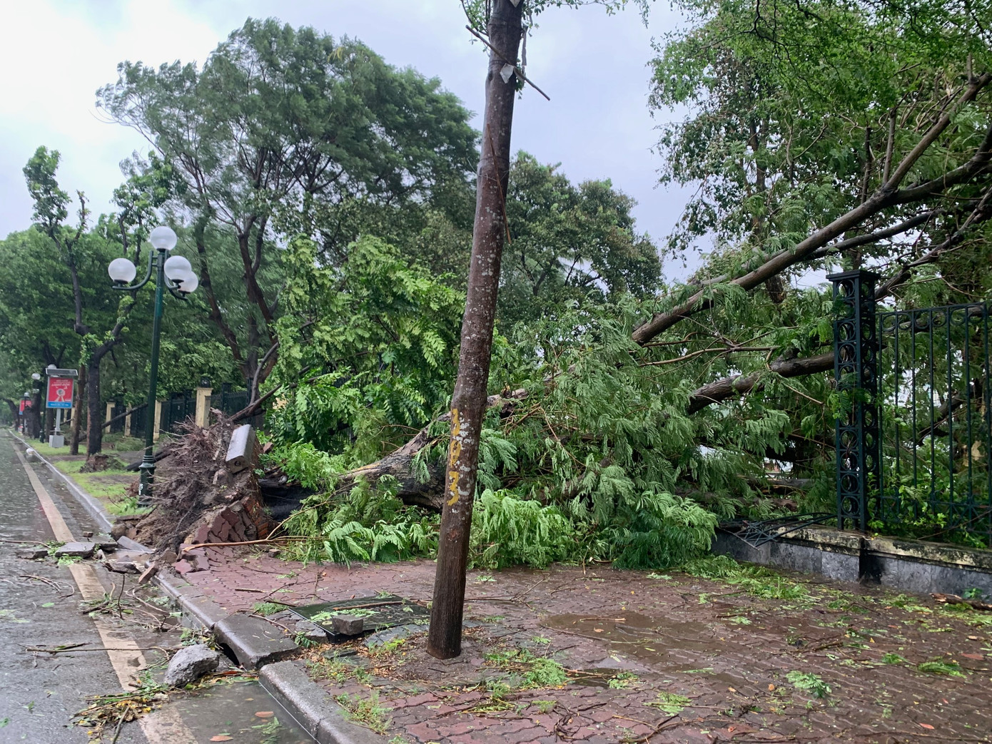 Cây đổ trên đường Lê Duẩn, Hà Nội làm hỏng hàng rào Công viên Thống Nhất, chiều 7/9. Ảnh: Thái An.
