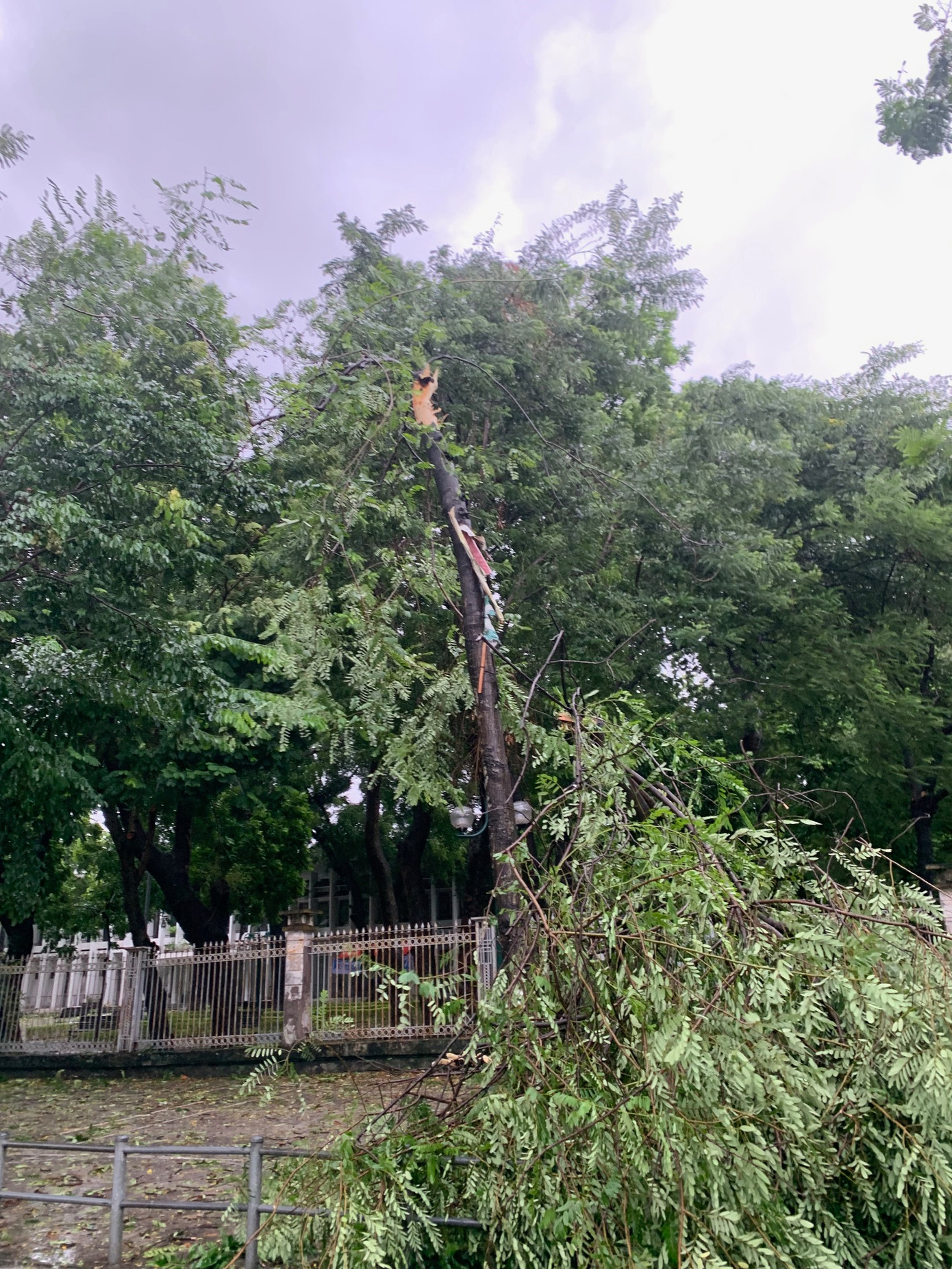 Cành cây rơi xuống vỉa hè đường Giải Phóng, Hà Nội, chiều 7/9. Ảnh: Thái An.