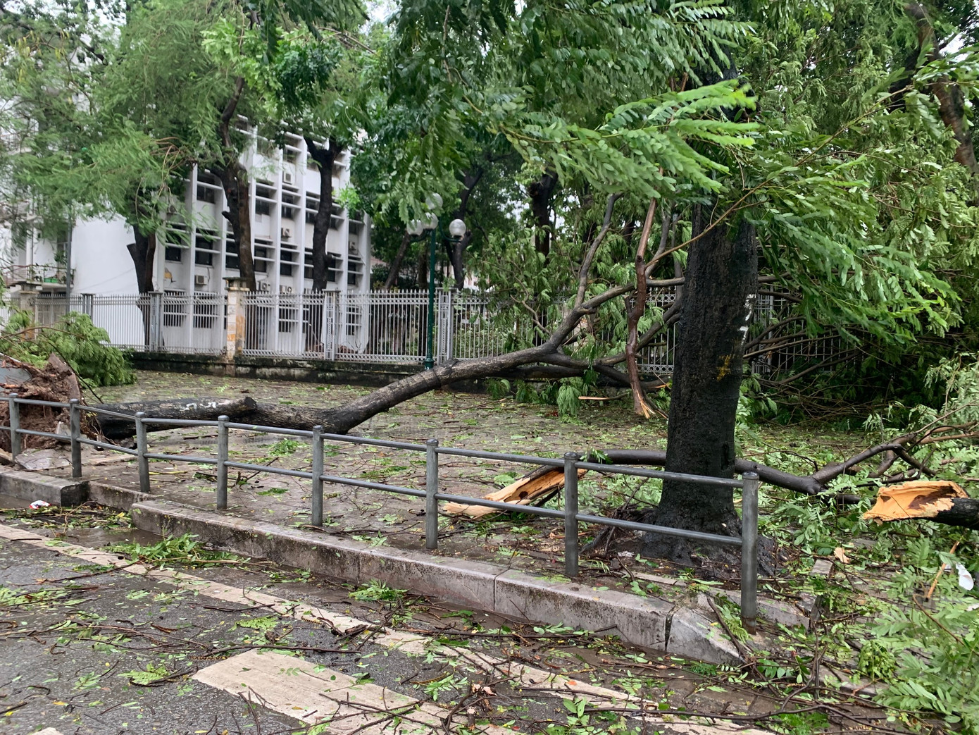 Cây đổ, cành cây rơi xuống vỉa hè đường Giải Phóng, Hà Nội, chiều 7/9. Ảnh: Thái An.