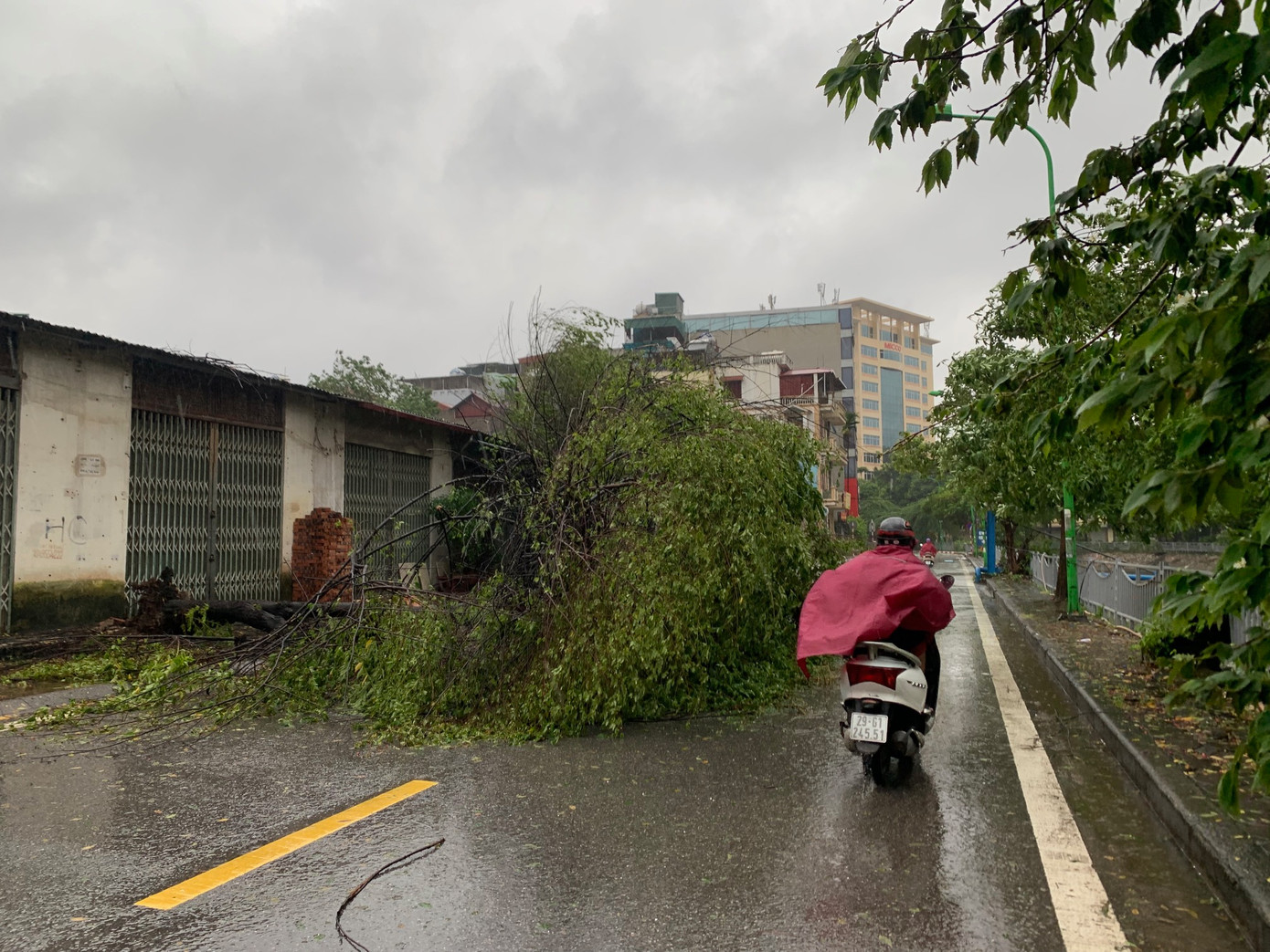 Cây đổ trên phố Nguyễn Lân, Hà Nội, chiều 7/9. Ảnh: Thái An.