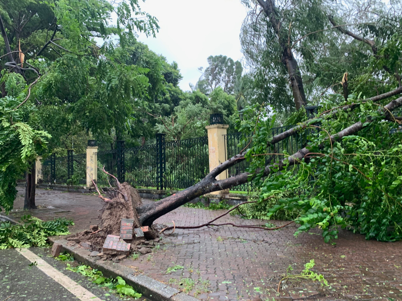 Cây đổ trên đường Lê Duẩn, Hà Nội, chiều 7/9. Ảnh: Thái An.