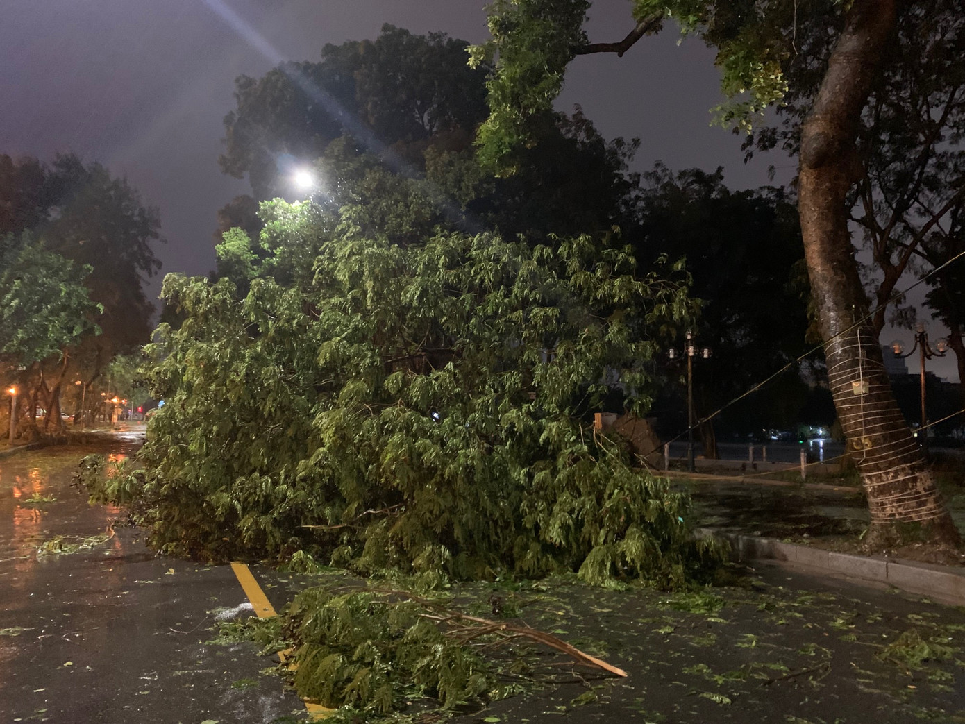 Cây đổ trên phố Quang Trung (quận Hai Bà Trưng) chiều tối 7/9. Ảnh: Thái An.