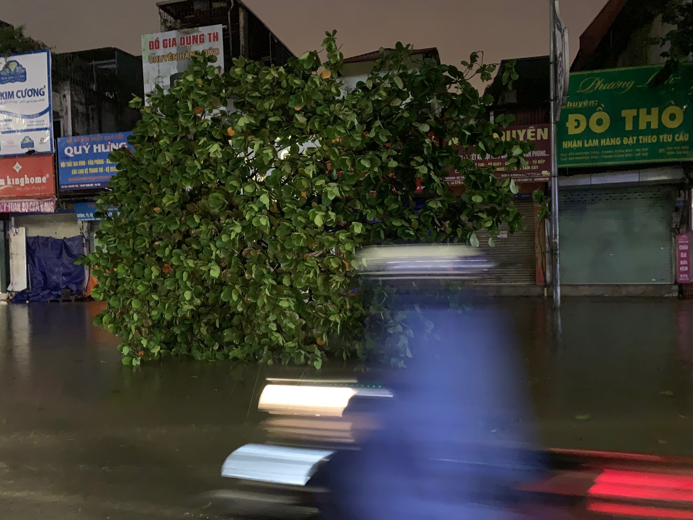 Một cây khác đổ trên đoàn đường Nguyễn Trãi ngập nước tối 7/9. Ảnh: Thái An.