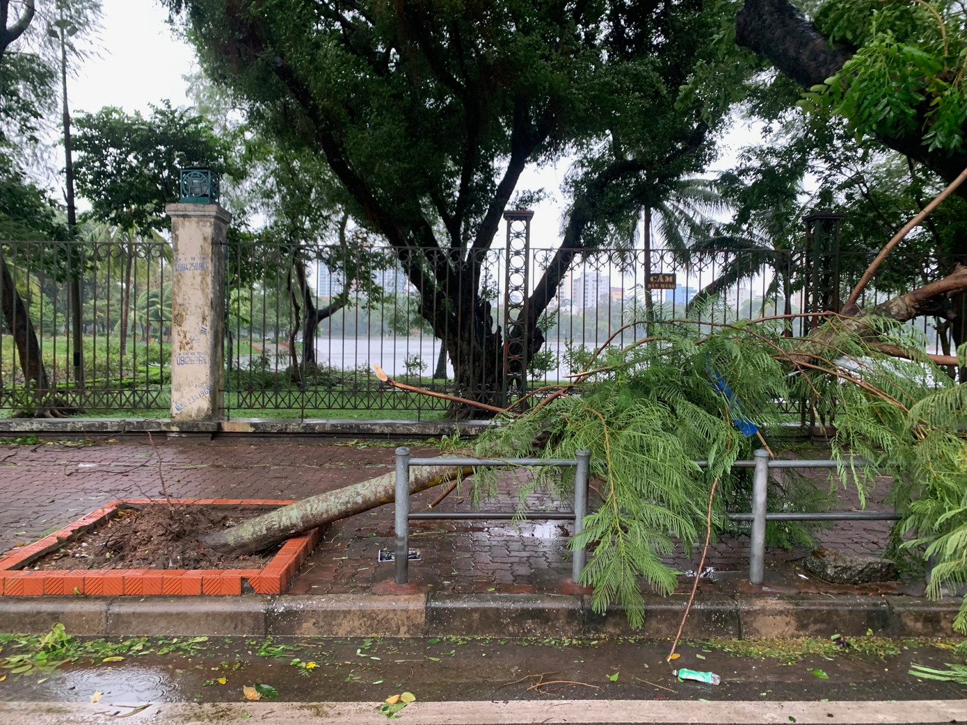 Cây đổ trên đường Lê Duẩn, Hà Nội, chiều 7/9. Ảnh: Thái An.