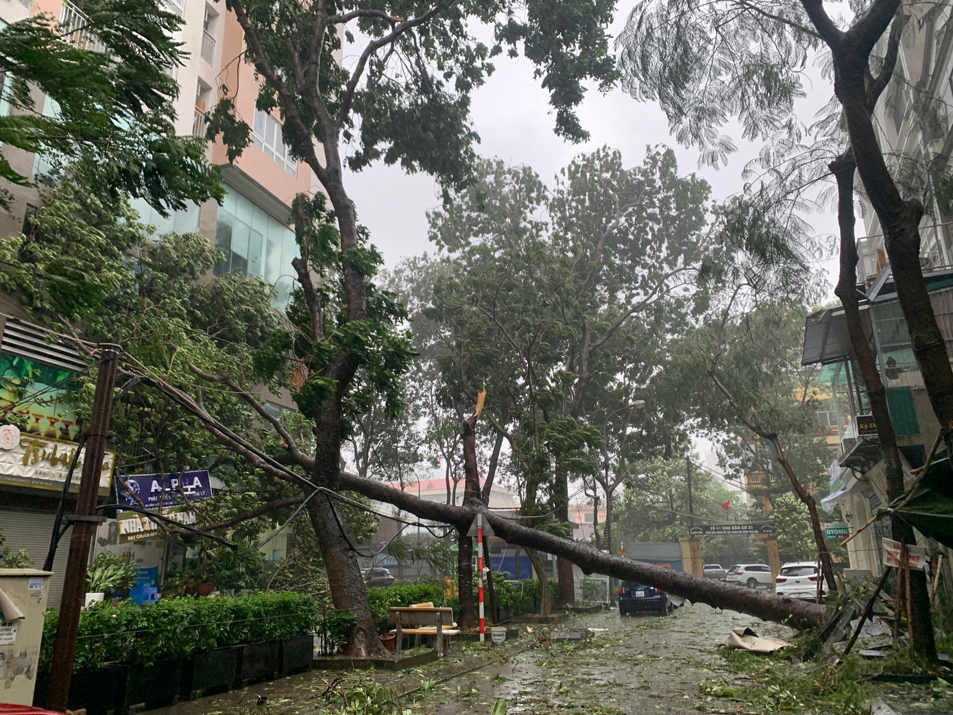 Cây đổ vào tòa nhà khu dân cư gần Bệnh viện Bưu Điện (phố Trần Điền, Hà Nội) chiều 7/9. Ảnh: Thái An.