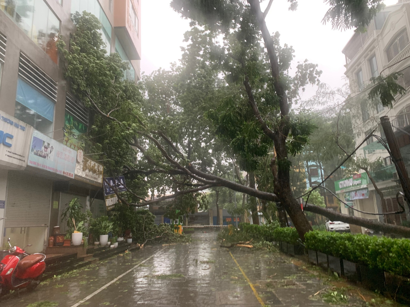 Cây đổ vào tòa nhà khu dân cư gần Bệnh viện Bưu Điện (phố Trần Điền, Hà Nội) chiều 7/9. Ảnh: Thái An.