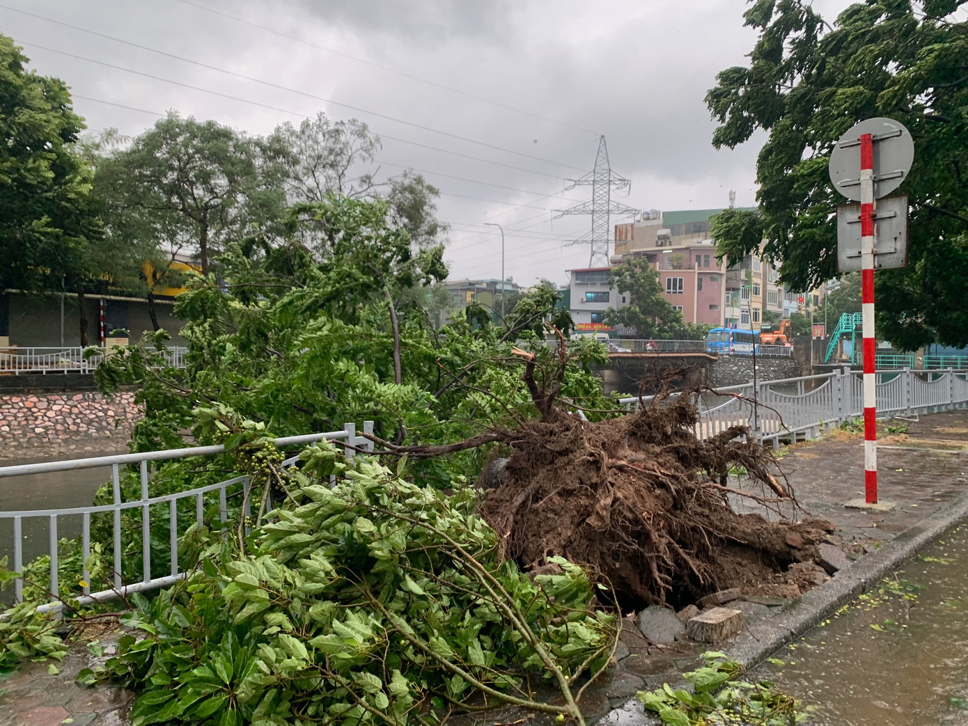 Cây đổ trên phố Nguyễn Lân, Hà Nội, chiều 7/9. Ảnh: Thái An.