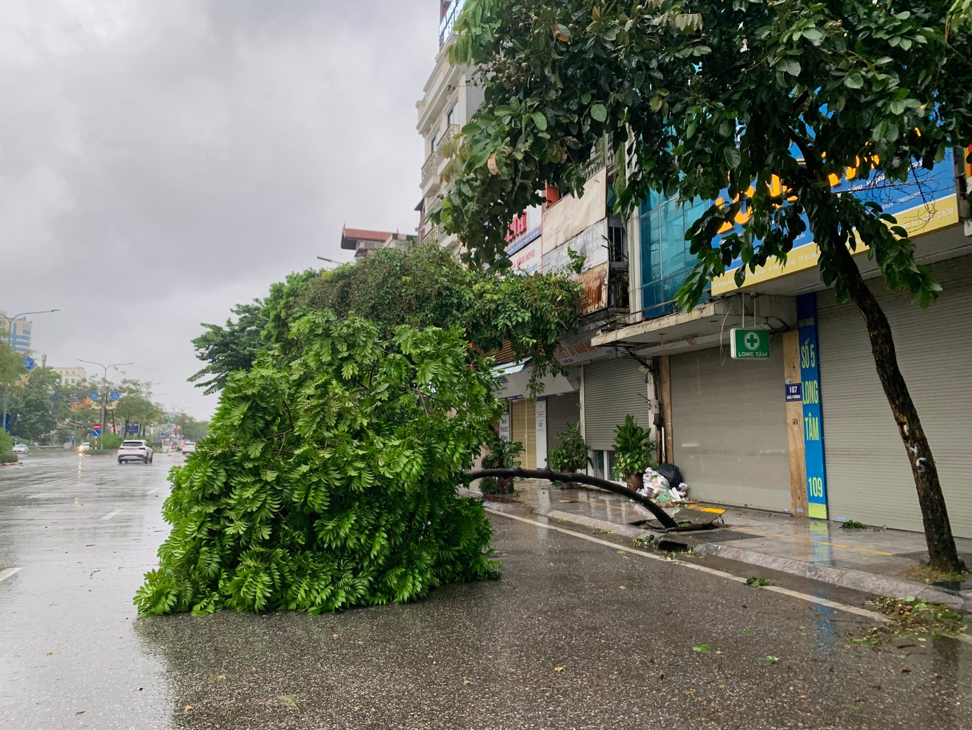 Cây đổ trên đường Giải Phóng, Hà Nội, chiều 7/9. Ảnh: Thái An.