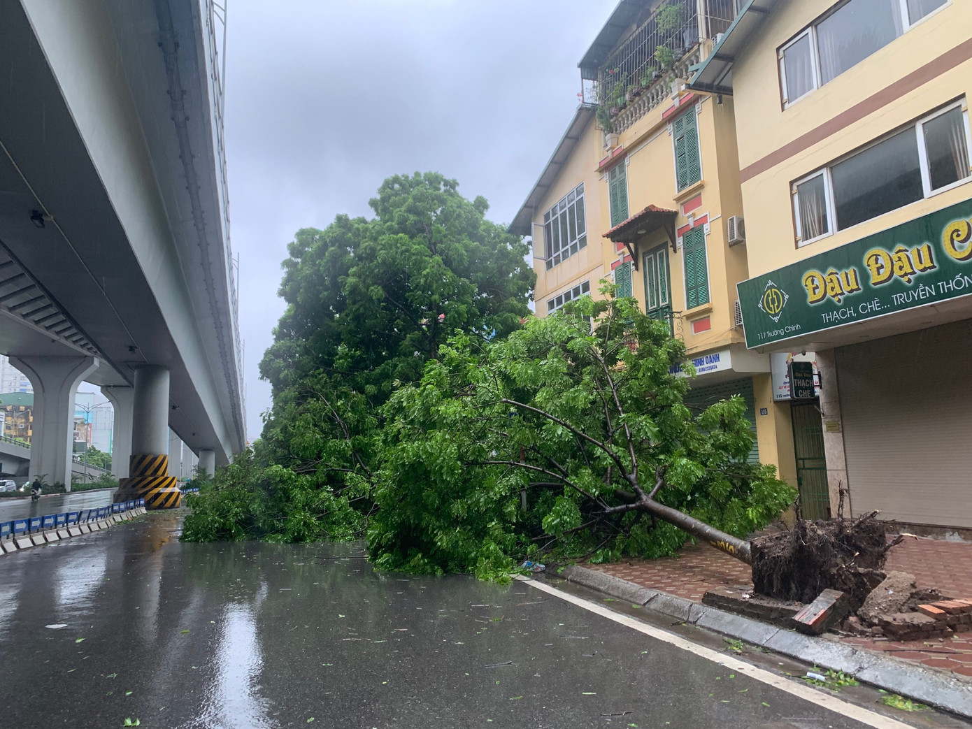 Cây đổ choán gần hết một làn đường của đường Trường Chinh, Hà Nội, ảnh chụp chiều 7/9. Ảnh: Thái An
