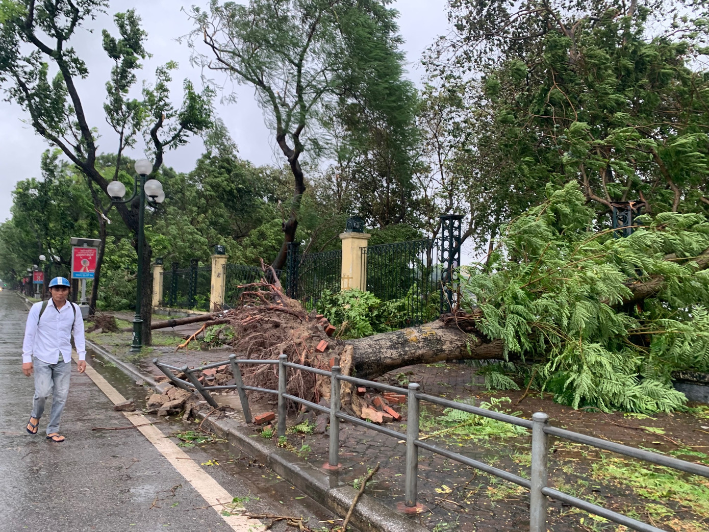Cây đổ trên đường Lê Duẩn, Hà Nội làm hỏng hàng rào Công viên Thống Nhất, chiều 7/9. Ảnh: Thái An.