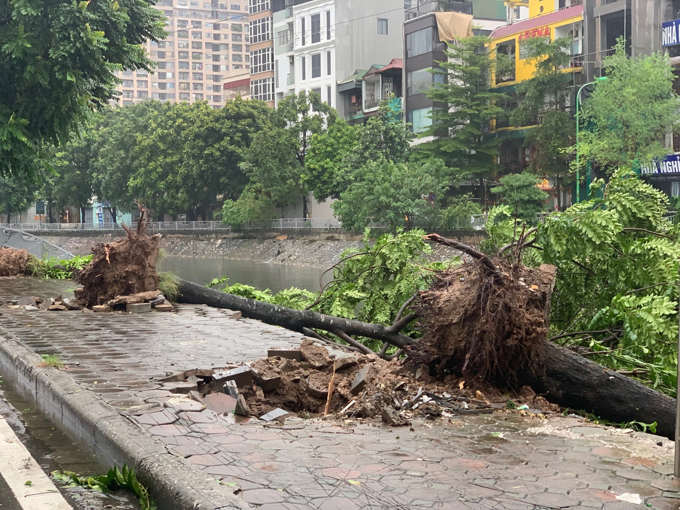 Cây đổ xuống sông bên phố Nguyễn Lân, Hà Nội, chiều 7/9. Ảnh: Thái An.