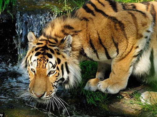 Cọp Sumatra là loài cọp nhỏ nhất thế giới. Ảnh: Alamy