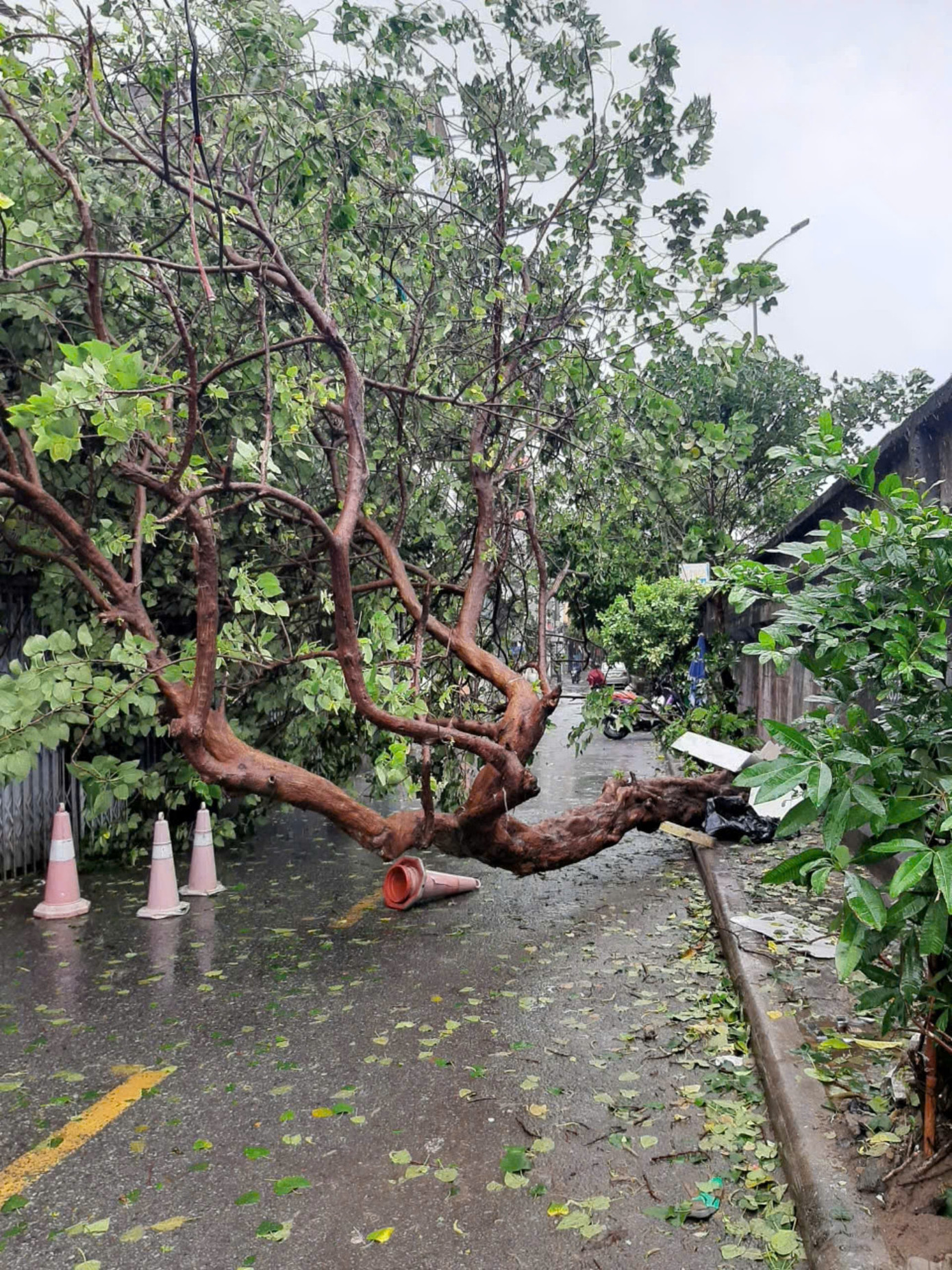 Bão số 3 vượt qua Phú Thọ, Hoà Bình, đi sâu vào Tây Bắc Bộ ảnh 75 Bão số 3 vượt qua Phú Thọ, Hoà Bình, đi sâu vào Tây Bắc Bộ ảnh 75