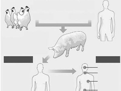  Đường lây truyền và biểu hiện cúm A/H1N1