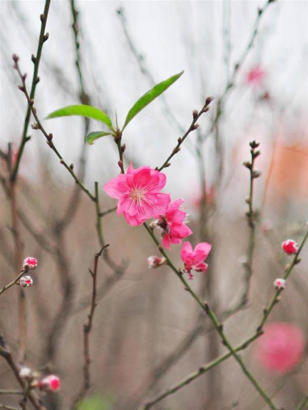 tChùm ảnh hoa đào nở sớm đón xuân ảnh 3 tChùm ảnh hoa đào nở sớm đón xuân ảnh 3