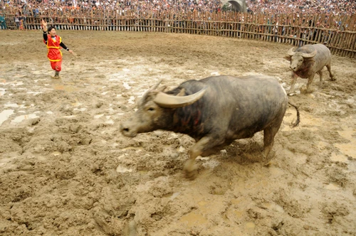 Một lãnh đạo ban tổ chức cho rằng, do lượng du khách hâm mộ quá đông, lại đến từ nhiều nơi khác nhau nên rất khó quản lý