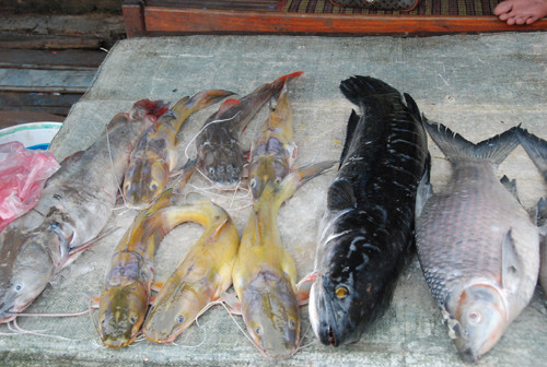 Cá tươi được bày bán ở đường cá. Ảnh: Xuân Ba.