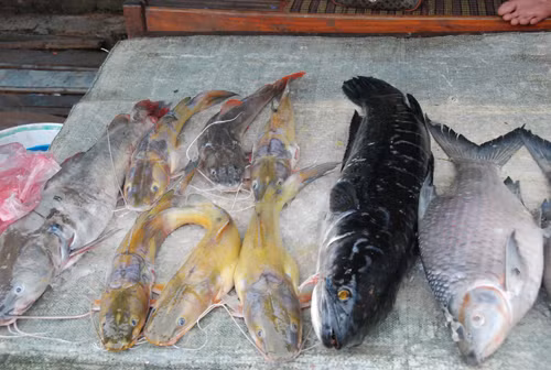 Cá tươi được bày bán ở đường cá. Ảnh: Xuân Ba.. Cá tươi được bày bán ở đường cá. Ảnh: Xuân Ba.